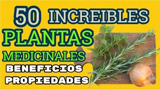 Las Mejores 50 PLANTAS Medicinales Sus Beneficios y Propiedades [upl. by Chamkis]