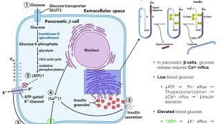 The Mechanism of Insulin Release by Pancreatic βcells [upl. by Yentroc]