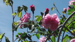 Seenebel an der Nordsee  Nachwuchs Buntspecht  Rosarium Wilhelmshaven [upl. by Tolland]