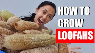 How to grow luffa loofah from seed [upl. by Danyluk280]