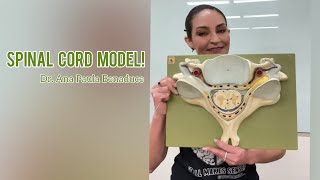 Spinal cord model [upl. by Posner618]