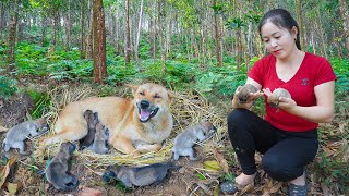 Using Truck To Transport Ducks At Tieu Van Farm To The Market Sell  Take Care of Newly Born Puppies [upl. by Jessi]