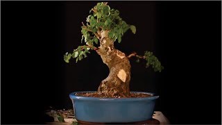 DICAS E CUIDADOS COM O LIGUSTRO  ABC DO BONSAI RESPONDE [upl. by Guglielma]