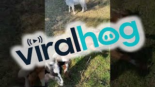 Compilation of Playful Myotonic Goats Fainting  ViralHog [upl. by Merrel]