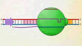 mRNA Synthesis Animation Video [upl. by Fahey]