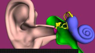 The Structure of the Ear  Human Ear  Ear Anatomy  How the Ear works [upl. by Musette]