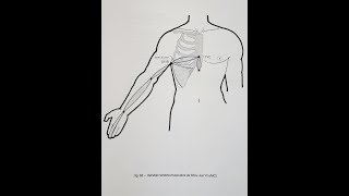 Méridien Tendinomusculaire du MaitreCoeur 手厥阴心包经筋 [upl. by Lehplar]