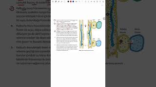 AYT biyoloji floemde madde taşınması MEB kitabından [upl. by Fawnia]