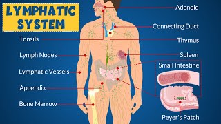 Lymphatic System Definition Anatomy Function Parts and Common Diseases  Learning Junction [upl. by Cordalia]