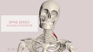 Scalenus Posterior Spine Muscle Series Part 16 3D Animation [upl. by Derte844]