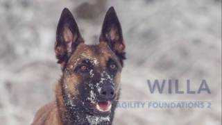 Willa  malinois agility foundations part 2 [upl. by Akeryt320]