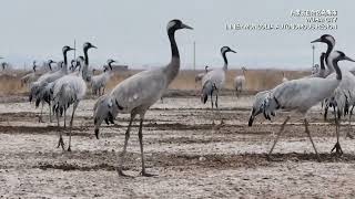 11000 common cranes flock to north China during migration season [upl. by Einomrah]