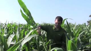 MycoApply Mycorrhizal Fungi Makes Difference in Root System of Corn [upl. by Bose]