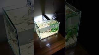 Plakat Betta Setup 😍 aquariumfishpriceinbangladesh fish birds pigeon aquarium [upl. by Irneh]