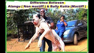 Difference Between Alangu  Non mastiff or Non Molosser  And Bully Kutta Mastiff or Molosser [upl. by Glassco445]