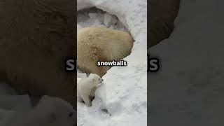 Adorable Baby Polar Bears Playing in Snow [upl. by Vanderhoek]