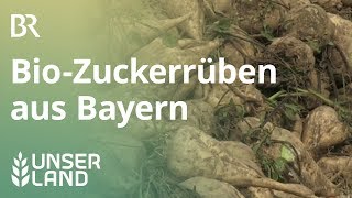 Zuckerrübenernte Biozucker aus Bayern  Unser Land  BR Fernsehen [upl. by Elleirad]