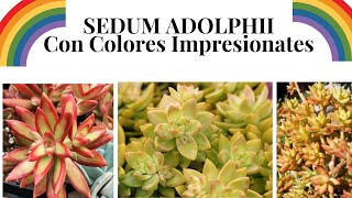 SEDUM ADOLPHII Planta COBRE TE VA A ENCANTAR [upl. by Bremer]