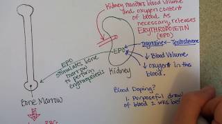 Erythropoiesis Red Blood Cell Formation [upl. by Volney]