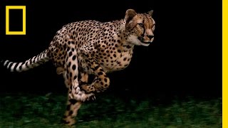 Cheetahs  Worlds Fastest Animal  National Geographic [upl. by Vi]