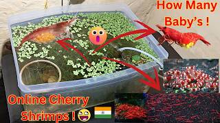 How to Care amp Acclimate Cherry shrimps in Best way [upl. by Licha]