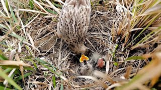 Baby skylark bird is hungry AnimalsandBirds107 [upl. by Harry]