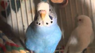 Female BudgieParakeet Chirping Cotton [upl. by Amoritta]