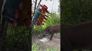 Amazing Most Building Beautiful House Wild Pig Trap Using Gas Cylinder wildanimal animals short [upl. by Aicetal]