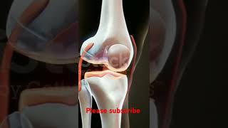 Knee joint  medical knowledge  trend video  viral short  views [upl. by Imoyik]