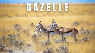 Top 10 Things You Need to Know About Gazelles [upl. by Niwroc252]