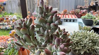 Repotting my Cotyledon and Crassula [upl. by Harshman]