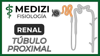 Fisiología Renal  Reabsorción y secreción tubular renal Túbulo Proximal IGdoctorpaiva [upl. by Venetis]