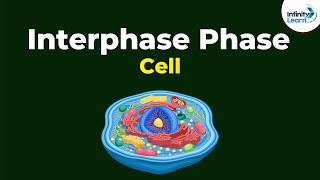 Phases of Interphase  Cells  Dont Memorise [upl. by Leighland]