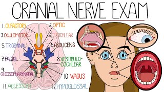 The Cranial Nerve Examination Includes Name amp Function Mnemonics [upl. by Paschasia]