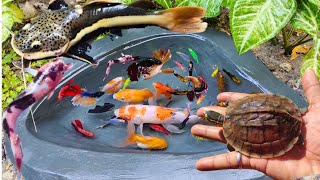 Catching fighting betta fish in the pond red tail catfish goldfish koi fish small catfish [upl. by Enohpesrep418]