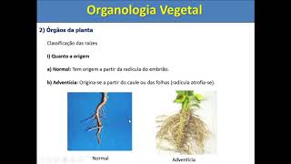 Organologia Vegetal [upl. by Iridissa]