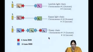 Mod05 Lec09 Organization of immunoglobulin genes [upl. by Eireva]