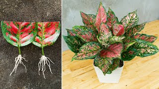 How to grow and care aglaonema red plant simple and effective [upl. by Eelynnhoj]