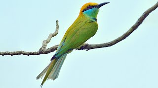 Asian green beeeater sounds [upl. by Pyotr]