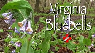 Virginia Bluebells Medicinal [upl. by Marr565]