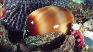 Molluscs  Reef Life of the Andaman  Part 14 [upl. by Ahsika]