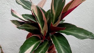 Calathea Triostar Stromanthe Plant Care Tips [upl. by Cristabel]