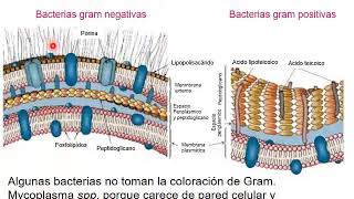 Introducción a la Bacteriología [upl. by Akemaj551]