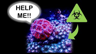 4 Corals you should NEVER put in your Reef Aquarium Come see whyyoull thank me later [upl. by Hogue]