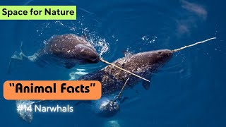 Narwhals  Animal Facts Series  Episode 14 [upl. by Ase]