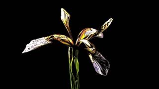 Abstract Iris flower opening and dying time lapse abstractflower timelapse [upl. by Edyaw]