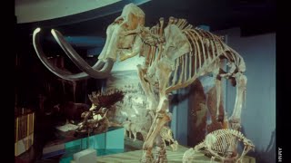 The Extinct Ice Age Mammals of North America [upl. by Pedrick840]