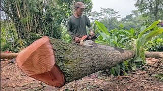 Keterampilan Tebang pohon dan membelah kayu mahoni  gergaji mesin serkel rakitan [upl. by Pennie796]