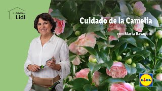 Cuidado de la Camelia 🌷🌹 El Jardín De Lidl  Lidl España [upl. by Niliak]