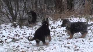 Les chiots berger allemand a Kenya  30 novembre 2015 [upl. by Eanwahs]